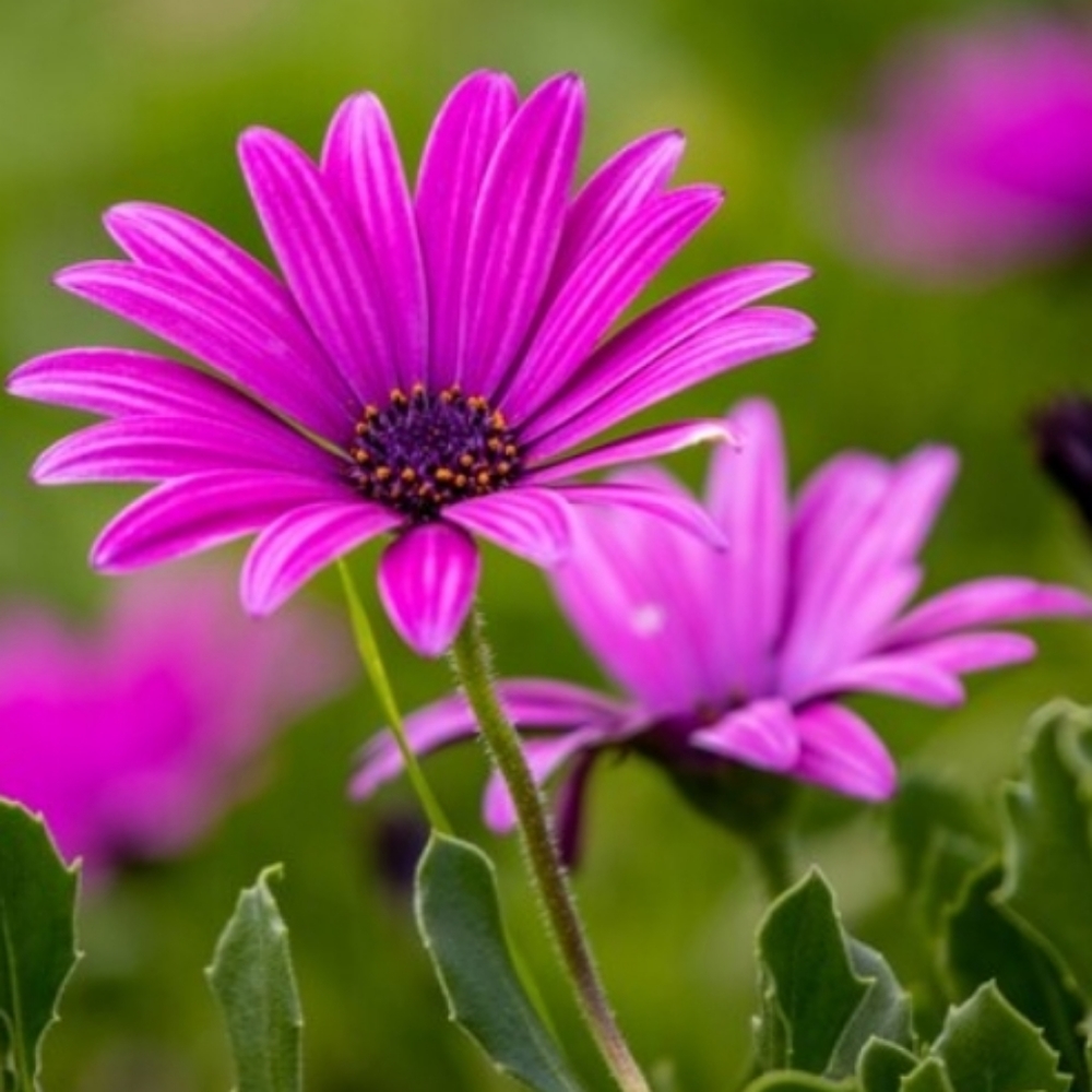 Meet your Posher, Jasmin